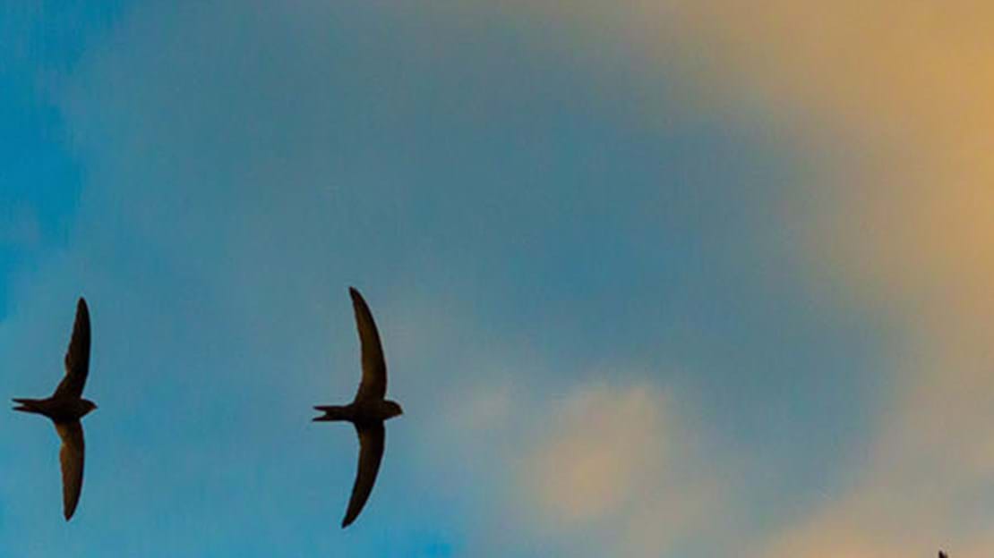 Swifts in flight.