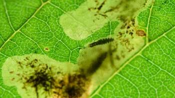 Larvae of the horse chestnut leaf miner boring through the inside of a leaf