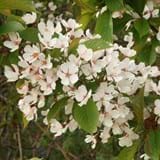Close up of a cluster of white cherry blossom flowers