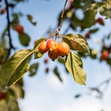 Close up of a cluster of crab apple fruits