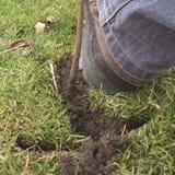 Boot heel is pushing the turf down around the planted tree
