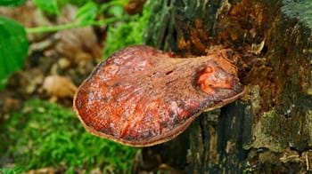 Beefsteak fungus on tree