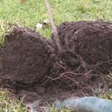 A young tree placed between two pieces of turf before planting. Roots are showing at the bottom