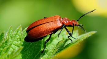 Red-headed cardinal beetle close-up showing wing-case texture