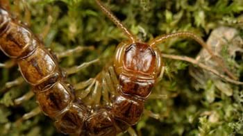 Common centipede close up on moss