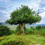 Ancient holly tree in New Forest