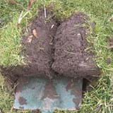 Two pieces of turf laid on a spade that has been used to lift them