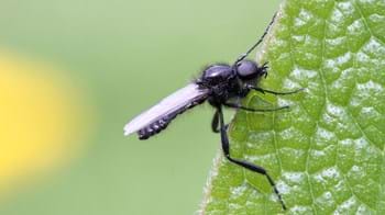 Male St Mark's fly with huge eyes and long legs clinging onto the edge of a leaf