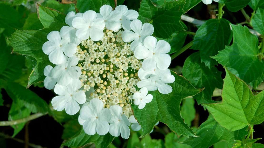 Guelder rose flowers surrounded by ring of sterile flowers