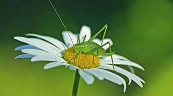 A speckled bush cricket adult female on an oxeye daisy