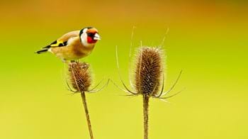 Goldfinch on a teasel