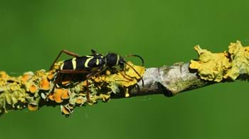 Wasp beetle on a branch