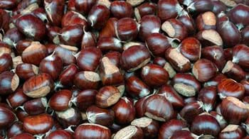 Sweet chestnuts piled up