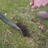 Spade is widening a slit in the ground as a sapling is being inserted behind it
