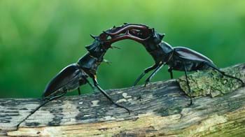 Stag beetles fighting 