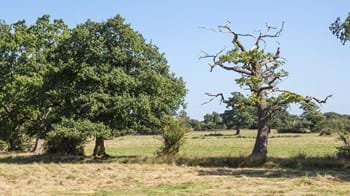Oak suffering decline with dieback of the crown