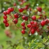 Close up of red hawthorn berries on a small branch, surrounded by green leaves