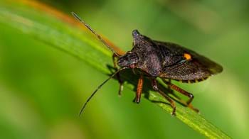 Forest shield bug on a leaf