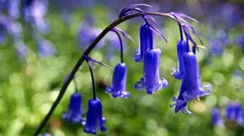 Bluebells close-up