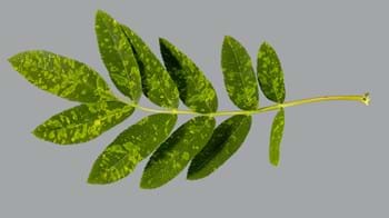 Rowan leaf infected by European mountain ash ringspot associated virus