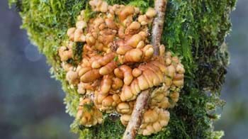 A brown-orange fungus that looks like it has fingers growing on a moss covered tree trunk