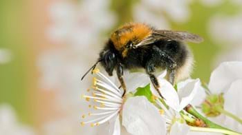 Tree bumblebee collecting pollen on blackthorn blossom