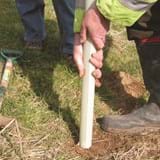 Someone pushing a tree guard into the soil over the top of the sapling and cane