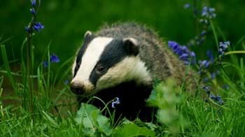 Badger among bluebells