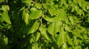 Common lime leaves 
