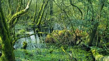 Carr with birch willow and alder growing with seasonal waterlogging