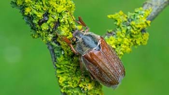 Cockchafer beetle close-up on a branch