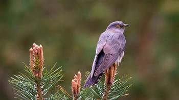 Female cuckoo perched on conifer