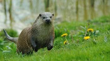 Otter in meadow,  Coed Nant Gwernol and Coed Hendrewallog 