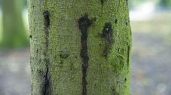 Bleeding canker on the trunk of a horse chestnut tree.