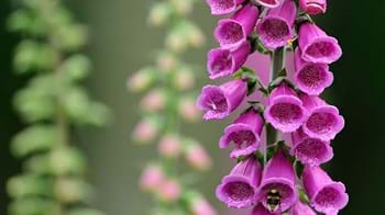 Foxglove flowers close-up
