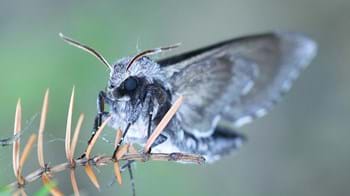 Pine hawk moth resting on juniper close-up