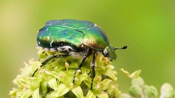 Rose chafer on ivy flower