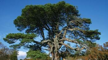 Scots pine tree ancient