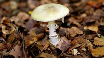 Deathcap, Amanita Phalloides, fungi growing in autumnal leaf litter.