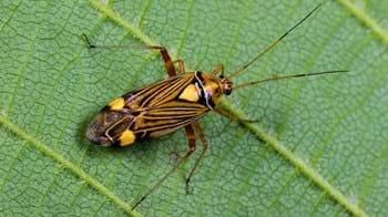Fine streaked bugkin on leaf