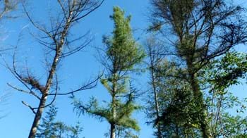 Phytophthora Ramorum causing dieback of Japanese larch