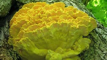 Chicken of the woods growing on tree