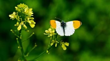 Orange-tip overwing showing its orange tips