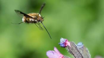 Dark-edged bee-fly flying towards a lungwort flower.