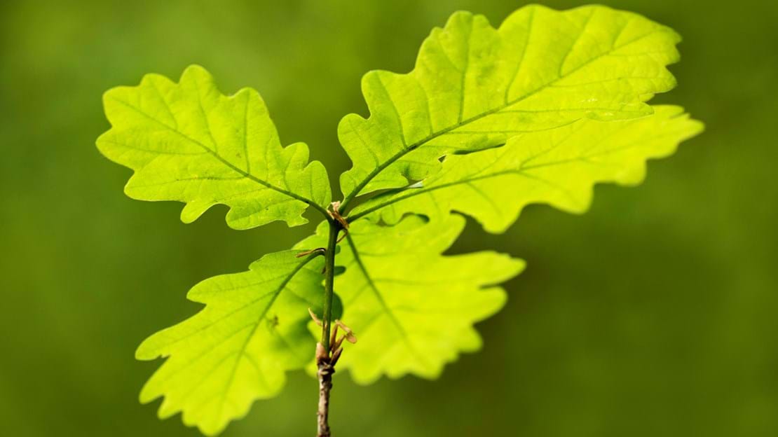 English oak sapling