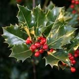 Close up of a cluster of holly leaves and berries