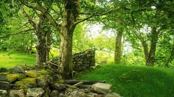 Stone wall, Coed Felinrhyd and Llennyrch