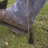 Boot heel is pushing open ground back around the planted sapling