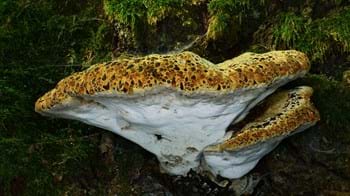 Oak bracket on weeping conk