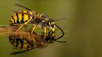 Wasp drinking drinking from water's surface, perched on a floating leaf.